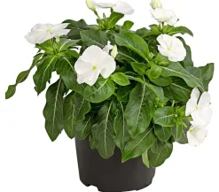Dehner Terrassenpflanzen|Sommerblumen > Catharante
