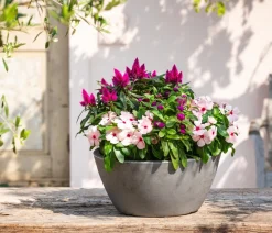Dehner Catharante Rosa Online