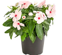 Dehner Catharante Rosa Online