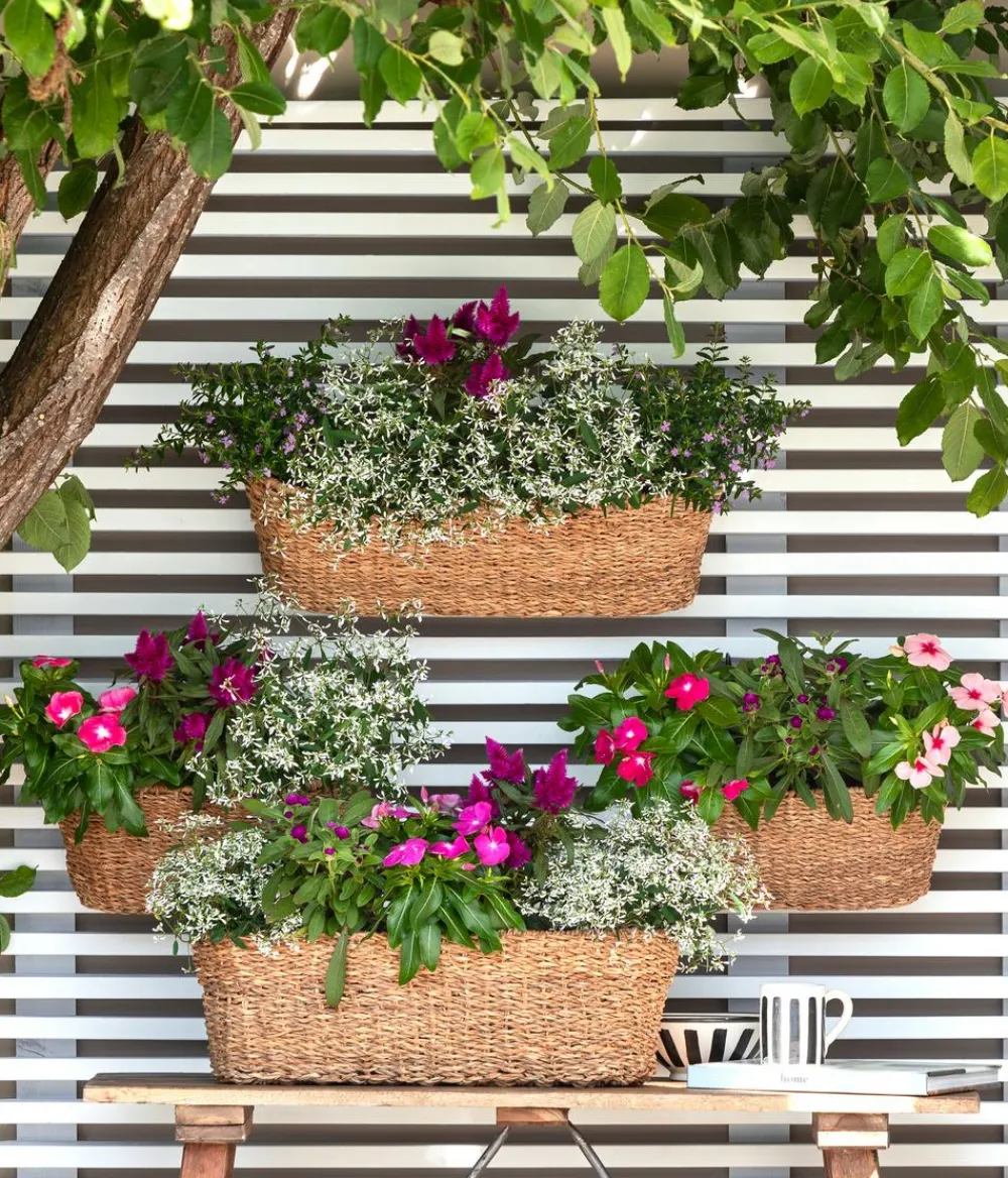 Dehner Catharante Rosa Online