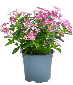 Dehner Sommerblumen - Catharanthus 'Soiree' Rosa