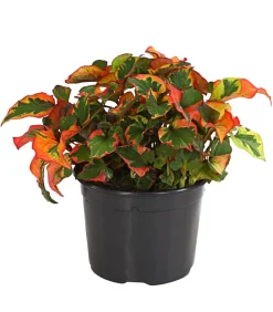 Herbstzauber Grabschmuck & Grabgestaltung|Bodendecker & Efeu > Chamäleonpflanze