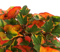 Herbstzauber Grabschmuck & Grabgestaltung|Bodendecker & Efeu > Chamäleonpflanze