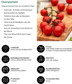 Dehner Auberginen- & Tomatenpflanzen - Cherrytomate 'Pepe' Rot