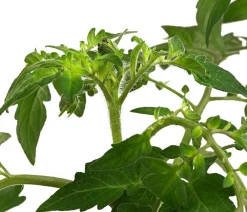 Dehner Cherrytomate 'Sungold' Gelb New