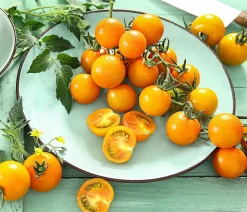 Dehner Cherrytomate 'Sungold' Gelb New