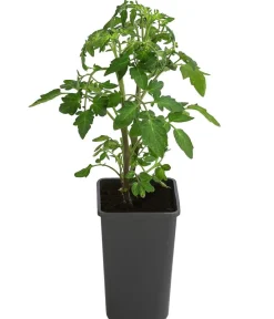 Dehner Cherrytomate 'Sungold' Gelb New