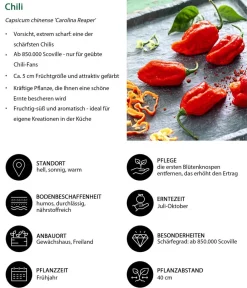 Dehner Peperoni- & Paprikapflanzen > Chili 'Carolina Reaper'