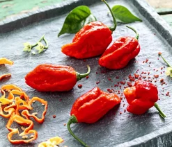 Dehner Peperoni- & Paprikapflanzen > Chili 'Carolina Reaper'