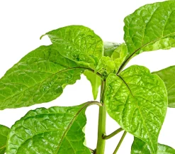 Dehner Peperoni- & Paprikapflanzen > Chili 'Carolina Reaper'