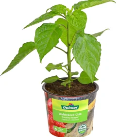 Dehner Peperoni- & Paprikapflanzen > Chili 'Carolina Reaper'