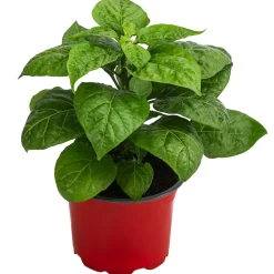 Dehner Peperoni- & Paprikapflanzen - Chili 'Habanero', Orange