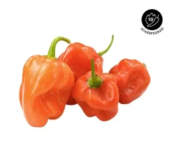Dehner Peperoni- & Paprikapflanzen - Chili 'Habanero', Orange