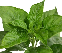 Dehner Chili 'Habanero', Rot New