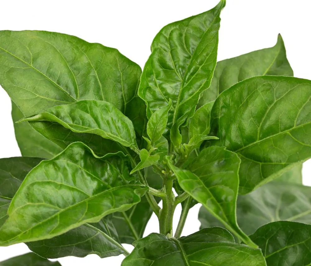 Dehner Chili 'Habanero', Rot New