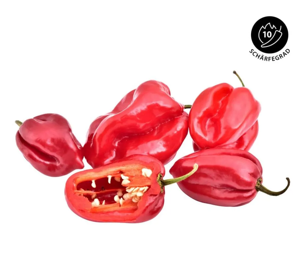 Dehner Chili 'Habanero', Rot New