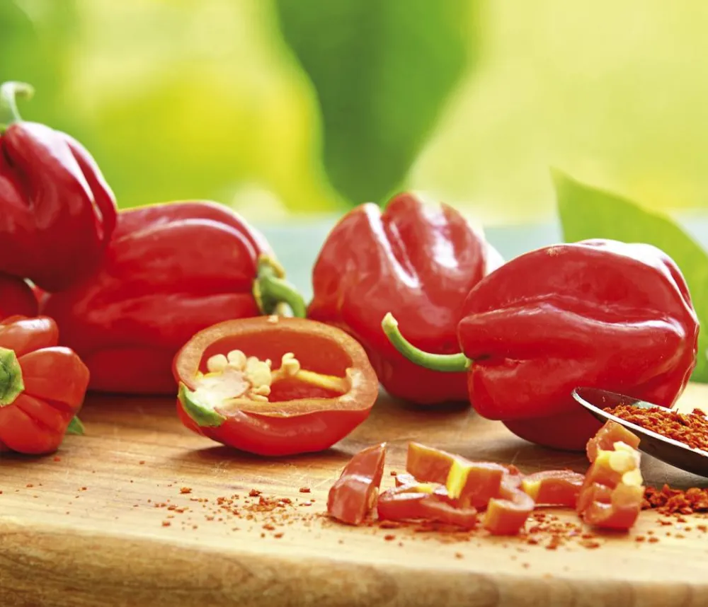 Dehner Chili 'Habanero', Rot New
