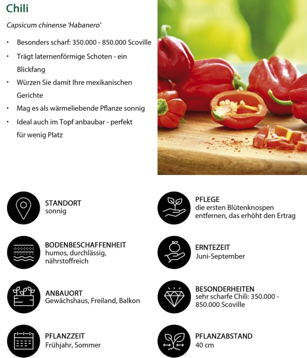 Dehner Chili 'Habanero', Rot New