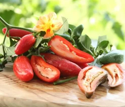 Dehner Chili 'Jalapeño' Rot Outlet