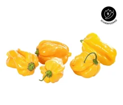 Dehner Peperoni- & Paprikapflanzen - Chili 'Scotch Bonnet' Orange
