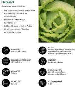 Dehner Kohl- & Salatpflanzen > Chinakohl, 6er Schale