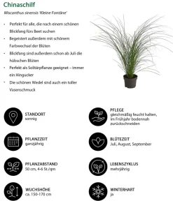 Dehner Gräser - Chinaschilf 'Kleine Fontäne'
