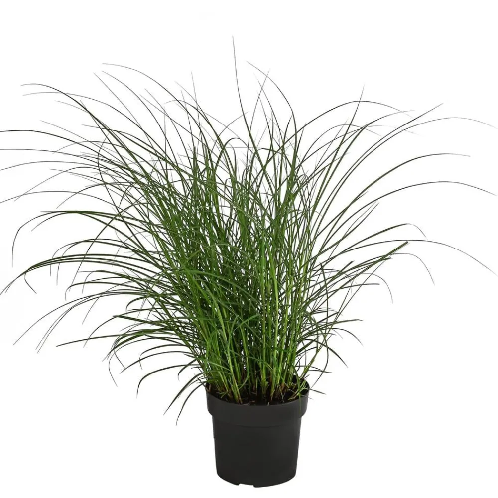 Dehner Chinaschilf 'Red Chief'