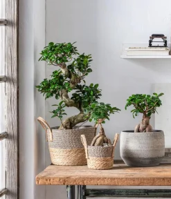 Dehner Bonsai > Chinesische Feige - Ficus microcarpa 'Ginseng'