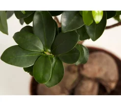 Dehner Bonsai > Chinesische Feige - Ficus microcarpa 'Ginseng'
