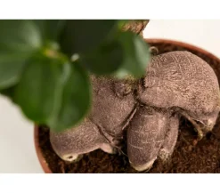 Dehner Bonsai > Chinesische Feige - Ficus microcarpa 'Ginseng'