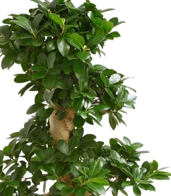 Dehner Bonsai > Chinesische Feige - Ficus microcarpa 'Ginseng', S-Form