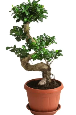 Dehner Bonsai > Chinesische Feige - Ficus microcarpa 'Ginseng', S-Form