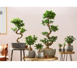 Dehner Chinesische Feige - Ficus microcarpa 'Ginseng' Dunkelgrün Clearance