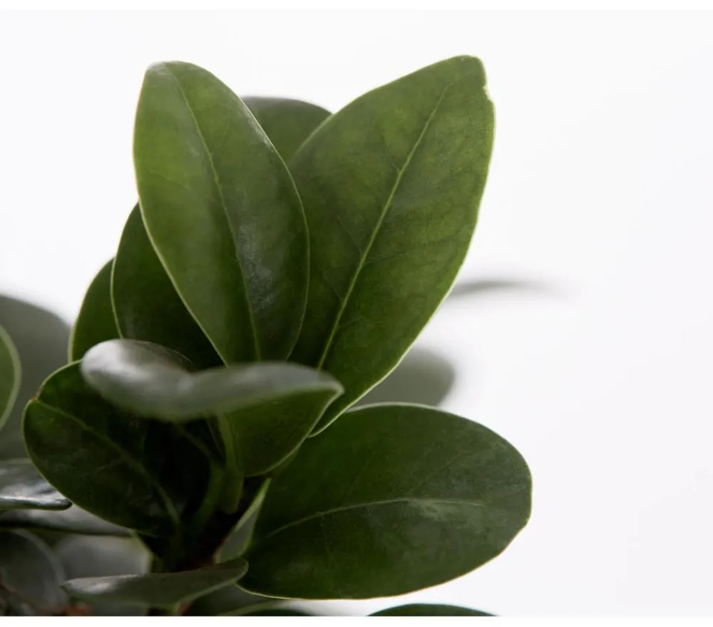Dehner Bonsai > Chinesische Feige - Ficus microcarpa 'Ginseng', Schale