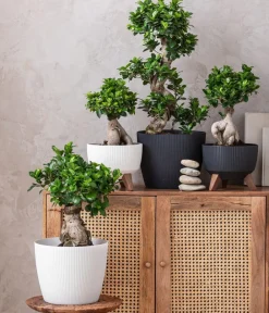 Dehner Bonsai > Chinesische Feige - Ficus microcarpa 'Ginseng', Schale