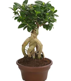 Dehner Bonsai > Chinesische Feige - Ficus microcarpa 'Ginseng', Schale