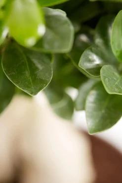 Dehner Chinesische Feige - Ficus microcarpa 'Ginseng', Schale Grün Hot
