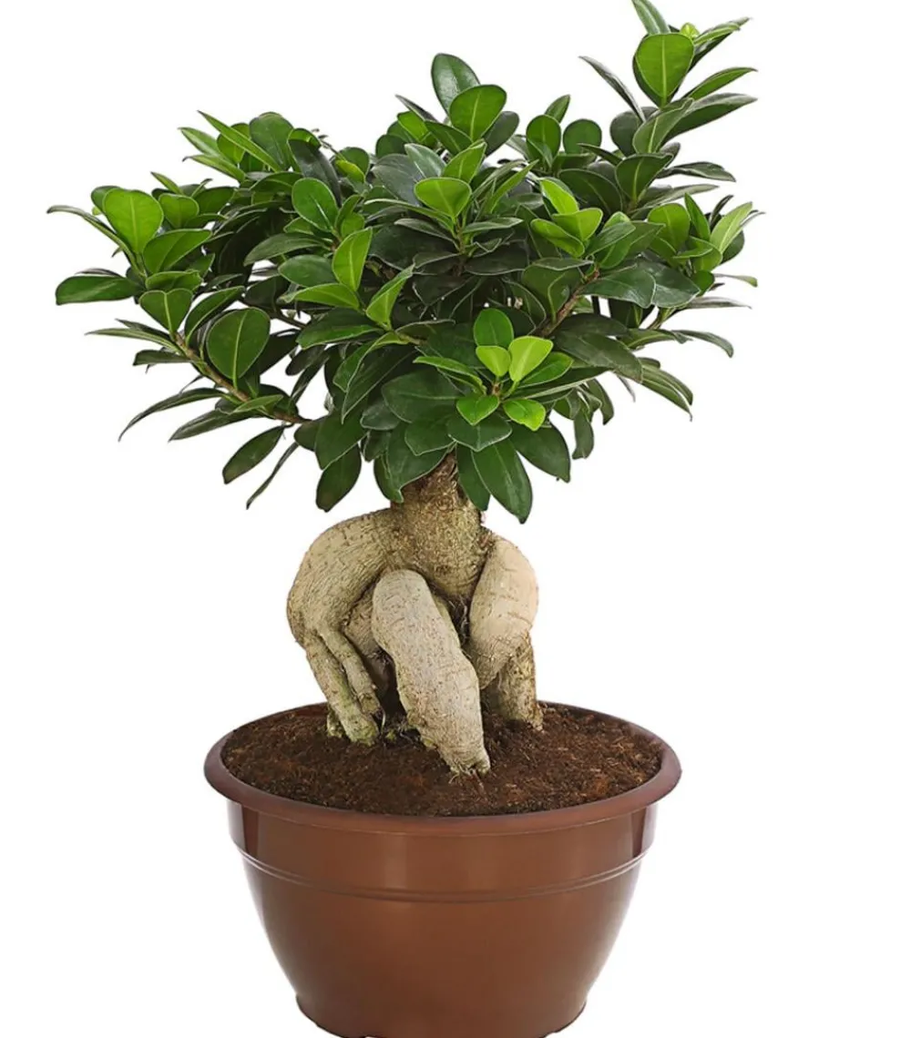 Dehner Chinesische Feige - Ficus microcarpa 'Ginseng', Schale Grün Hot