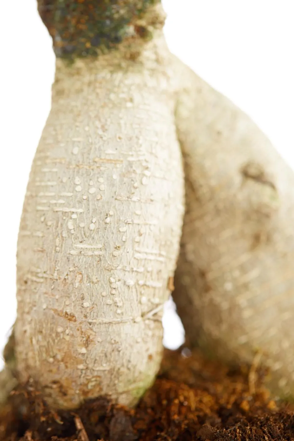 Dehner Chinesische Feige - Ficus microcarpa 'Ginseng', Schale Grün Hot