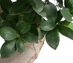 Dehner Bonsai - Chinesische Feige - Ficus microcarpa 'Ginseng', S-Form Grün
