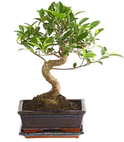 Dehner Bonsai > Chinesische Feige - Ficus retusa 'Ginseng', in Keramik, eckig
