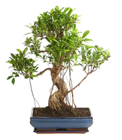 Dehner Chinesische Feige - Ficus retusa 'Ginseng', in Keramik, eckig Grün Hot