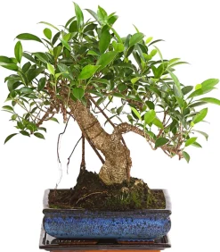 Dehner Bonsai - Chinesische Feige - Ficus retusa 'Ginseng', in Keramik, eckig Grün