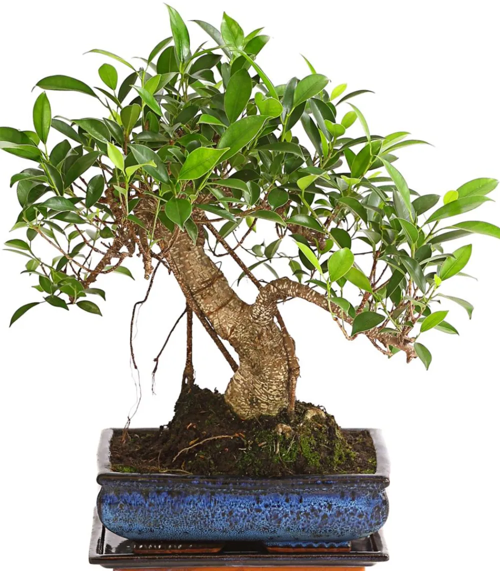 Dehner Bonsai - Chinesische Feige - Ficus retusa 'Ginseng', in Keramik, eckig Grün