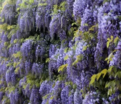 Dehner Kletterpflanzen > Chinesischer Blauregen - Wisterie, blau