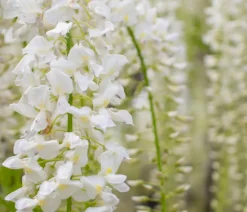Dehner Chinesischer Blauregen - Wisterie, Weiß