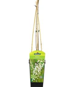Dehner Chinesischer Blauregen - Wisterie, Weiß