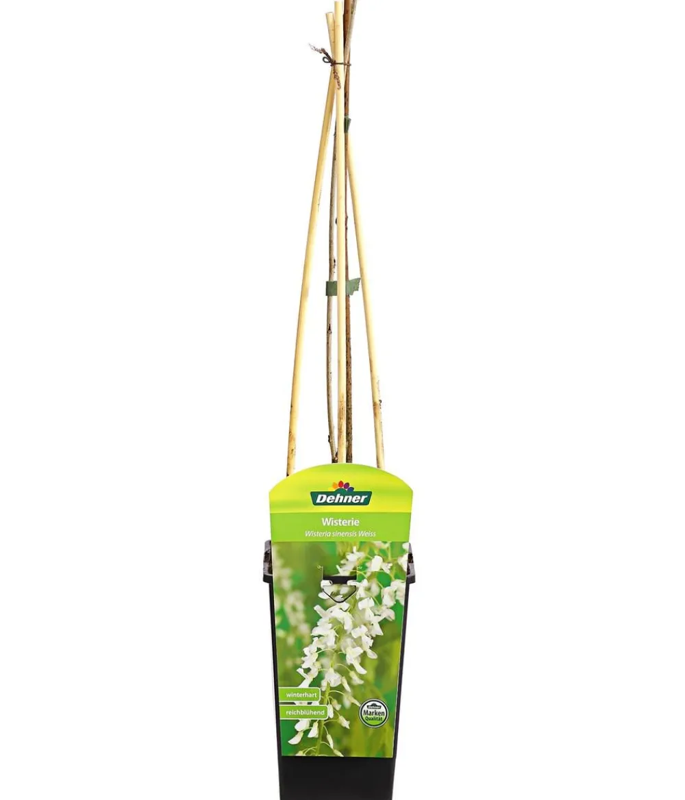 Dehner Chinesischer Blauregen - Wisterie, Weiß