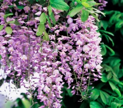 Dehner Kletterpflanzen - Chinesischer Blauregen - Wisterie, Rosa