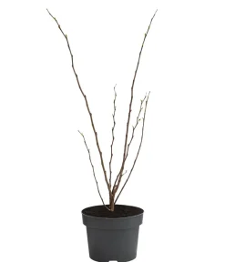 Dehner Chinesischer Judasbaum 'Avondale' Rosa Outlet